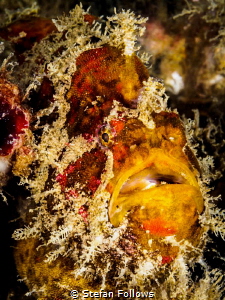 In yer' Face. Frogfish - Antennarius sp. Chaloklum, Thail... by Stefan Follows 